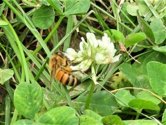 Apis mellifera