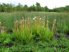 Scorzonera parviflora
