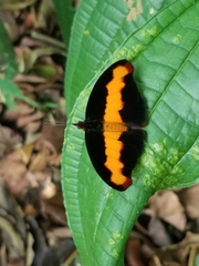 Catonephele mexicana