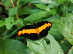 Catonephele mexicana