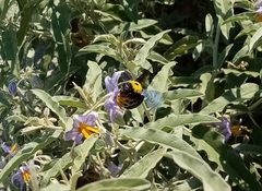 Xylocopa pubescens