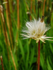 Scorzonera parviflora