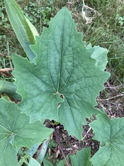 Arnoglossum reniforme