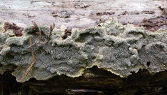 Dentocorticium portoricense