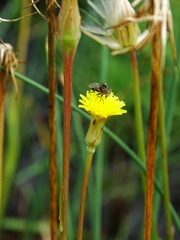 Scorzonera parviflora