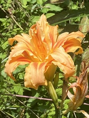 Hemerocallis fulva kwanso