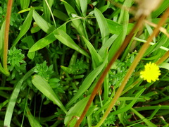 Scorzonera parviflora