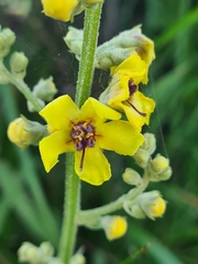 Verbascum chaixii