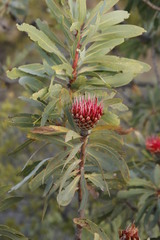 Protea laetans