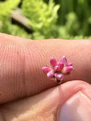Persicaria arifolia