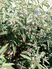 Xylocopa pubescens