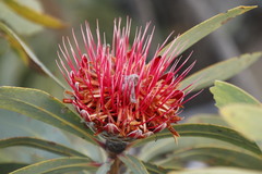 Protea laetans