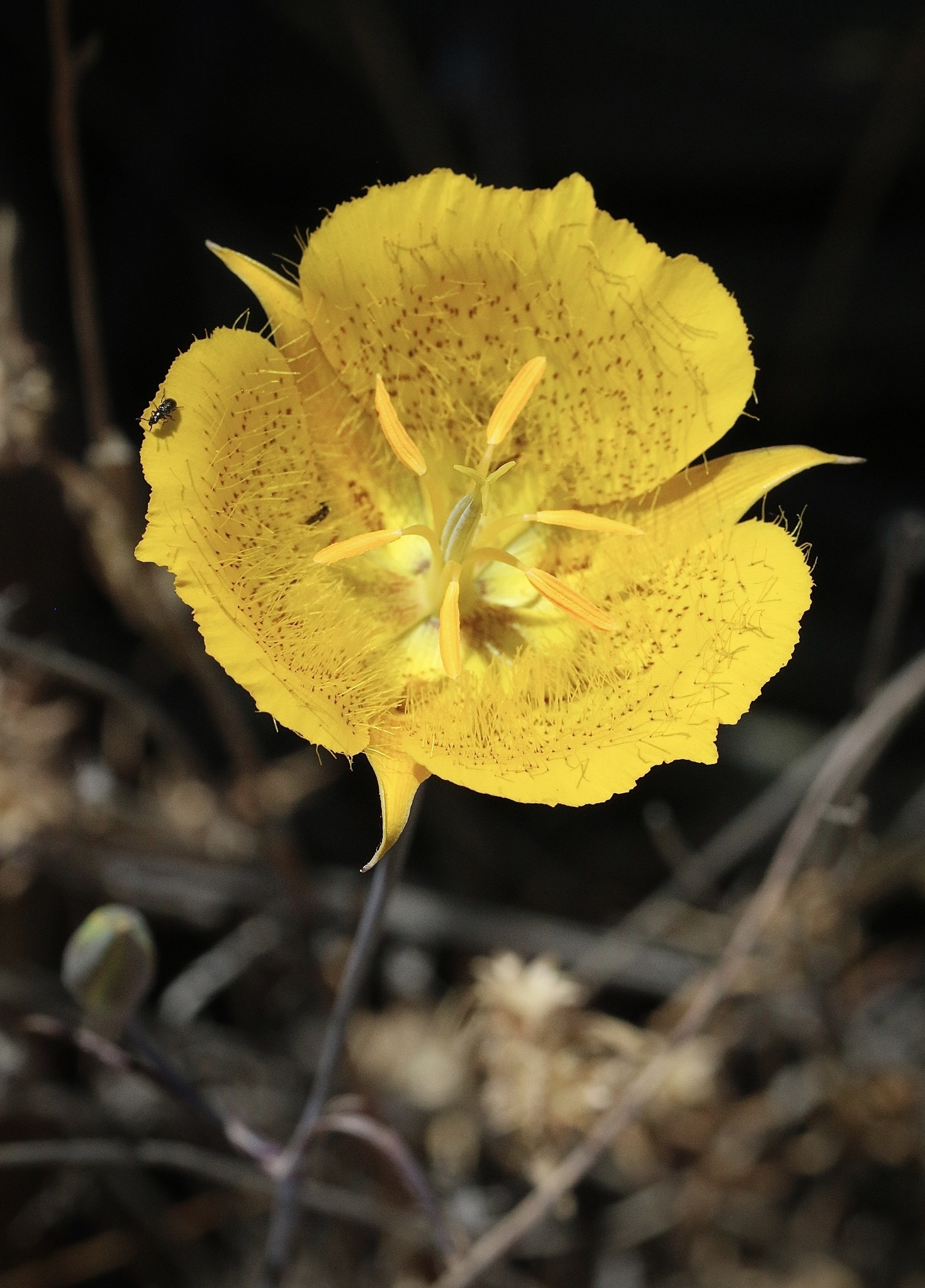 Calochortus weedii var. weedii
