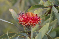 Protea laetans