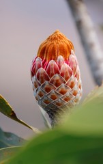 Protea laetans