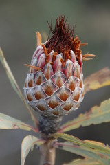 Protea laetans