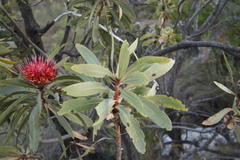 Protea laetans