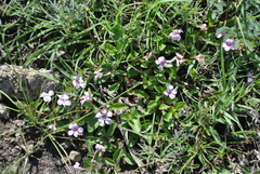 Dyschoriste microphylla