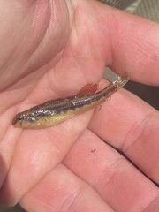 Etheostoma duryi