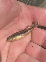 Etheostoma duryi