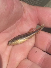 Etheostoma duryi