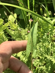 Persicaria arifolia