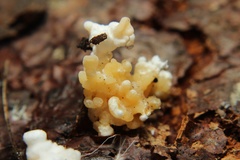 Phallomycetidae