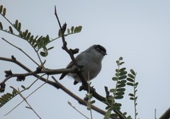 Polioptila nigriceps