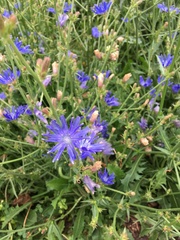 Cichorium intybus