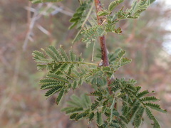 Vachellia karroo