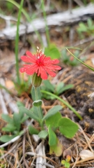 Silene serpentinicola