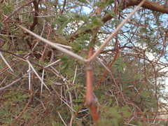 Vachellia karroo