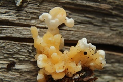 Phallomycetidae