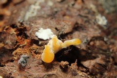 Phallomycetidae