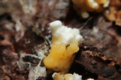 Phallomycetidae