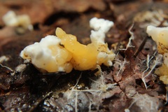 Phallomycetidae