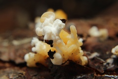 Phallomycetidae