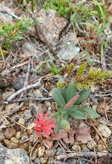 Silene serpentinicola