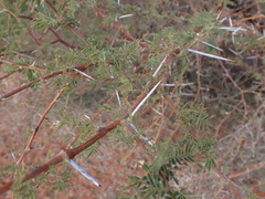 Vachellia karroo