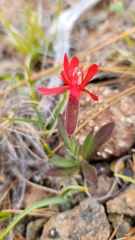 Silene serpentinicola