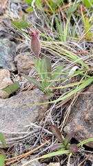 Silene serpentinicola