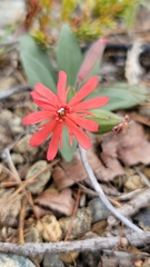 Silene serpentinicola
