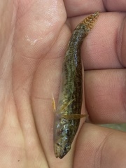 Etheostoma nigripinne