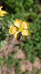 Acmaeodera obtusa