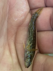 Etheostoma nigripinne