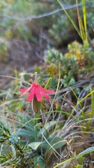 Silene serpentinicola