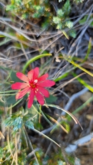 Silene serpentinicola