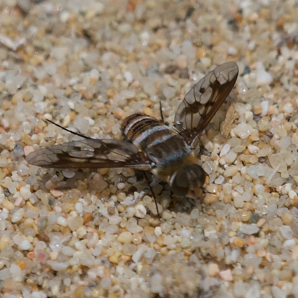 Exoprosopa butleri