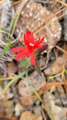 Silene serpentinicola