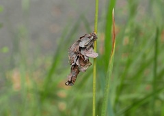 Canephora hirsuta